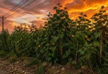 Pasto cubano: detectan capacidad de reproducción en Córdoba y suman un nuevo herbicida para controlarlo Pasto cubano creciendo en forma densa al borde de un camino rural en Córdoba, una maleza invasiva que puede alcanzar gran altura y multiplicarse por semillas viables.