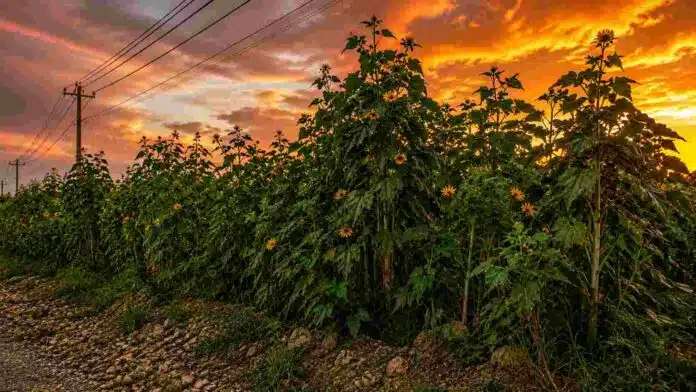 pasto-cubano-maleza-cordoba-atardecer Pasto cubano creciendo en forma densa al borde de un camino rural en Córdoba, una maleza invasiva que puede alcanzar gran altura y multiplicarse por semillas viables.