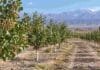 Boom del pistacho en Mendoza: gran expansión de hectáreas, pero rentabilidad todavía a la espera Plantación de pistachos en Mendoza con riego por goteo y montañas de la cordillera al fondo.