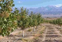 Boom del pistacho en Mendoza: gran expansión de hectáreas, pero rentabilidad todavía a la espera Plantación de pistachos en Mendoza con riego por goteo y montañas de la cordillera al fondo.