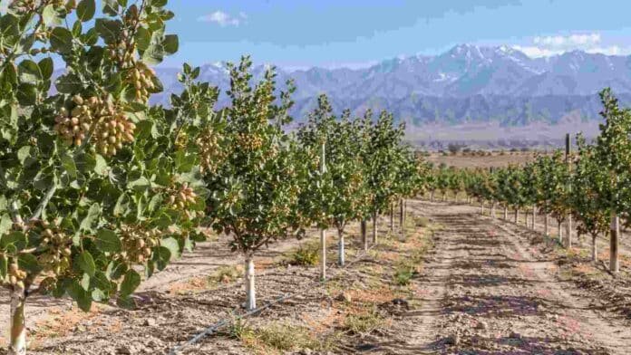 Plantación de pistachos en Mendoza con riego por goteo y montañas de la cordillera al fondo.