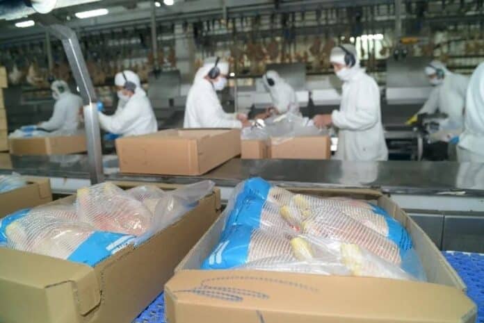 planta-procesamiento-avicola-envasado-pollos. Operarios en una planta de procesamiento avícola envasando productos de pollo en cajas sobre una línea industrial.