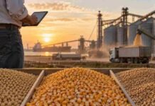 Soja, maíz y trigo mejoran precios: cómo asegurar márgenes sin apostar al máximo Soja, maíz y trigo en compartimentos separados frente a una terminal cerealera, mientras un productor analiza información comercial al atardecer.