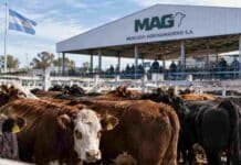 Mercado Agroganadero: así quedaron los precios definitivos por categoría este 15 de septiembre