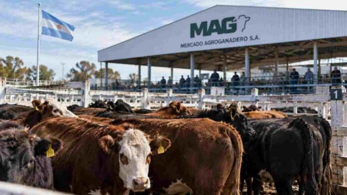 precios-mercado-agroganadero-mag-15-septiembre