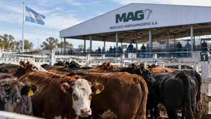 precios-mercado-agroganadero-mag-15-septiembre