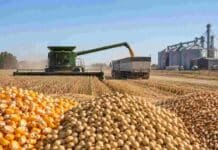 Argentina apunta a otra gran cosecha: 155,8 Mt y exportaciones agroindustriales récord Cosecha de granos en un campo argentino con maíz, soja y trigo en primer plano, una cosechadora descargando en un camión y silos al fondo.