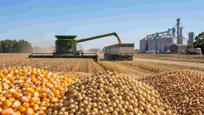produccion-granos-exportaciones-agroindustriales-argentina-ruralnet Cosecha de granos en un campo argentino con maíz, soja y trigo en primer plano, una cosechadora descargando en un camión y silos al fondo.