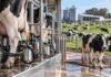 La lechería suma 7.515 millones de litros y exportaciones por US$ 1.130 millones Vacas lecheras en un tambo con sistema de ordeñe, en una escena que representa el crecimiento de la producción de leche en Argentina durante 2026.
