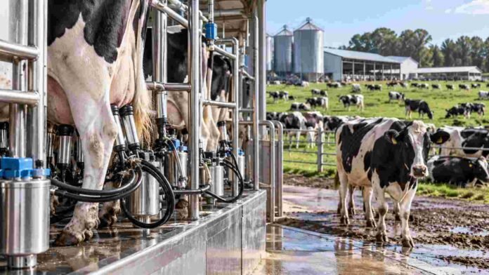produccion-leche-tambo-argentina-2026 Vacas lecheras en un tambo con sistema de ordeñe, en una escena que representa el crecimiento de la producción de leche en Argentina durante 2026.