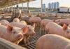 El consumo de cerdo llegó a un récord de 20 kilos por habitante, pero las importaciones desde Brasil encienden alertas Cerdos en una granja porcina tecnificada de Argentina, en una imagen que representa el crecimiento récord de la producción y el consumo de carne porcina en 2026.