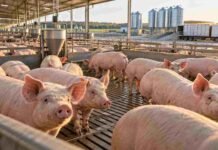 El consumo de cerdo llegó a un récord de 20 kilos por habitante, pero las importaciones desde Brasil encienden alertas Cerdos en una granja porcina tecnificada de Argentina, en una imagen que representa el crecimiento récord de la producción y el consumo de carne porcina en 2026.