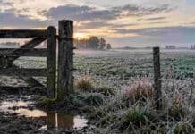 El SMN pronostica heladas, lluvias y temperaturas bajo cero para sábado, domingo y lunes Helada y humedad en un campo argentino durante el pronóstico de lluvias y temperaturas bajo cero