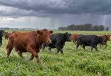 Pronóstico para miércoles, jueves y viernes: las lluvias vuelven a La Pampa y el oeste bonaerense Rodeo de bovinos negros y colorados desplazándose por una pastura bajo la lluvia, con nubes de tormenta y un relámpago al fondo