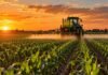 Fitosanitarios: los errores que aumentan el riesgo de deriva en zonas periurbanas Pulverizadora agrícola aplicando sobre un cultivo de maíz en estado V10, avanzando a favor de los surcos durante el atardecer.