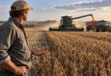 El Estado se queda con el 58,2% de la renta agrícola, menos que en junio Productor observa la cosecha de soja mientras avanza una cosechadora en un campo argentino