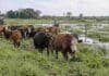 El Niño y ganadería: las claves del INTA para proteger el rodeo ante excesos de agua Rodeo bovino trasladado hacia un sector más alto en un campo con exceso de agua, como parte del manejo preventivo ante posibles anegamientos.