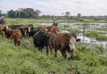 El Niño y ganadería: las claves del INTA para proteger el rodeo ante excesos de agua Rodeo bovino trasladado hacia un sector más alto en un campo con exceso de agua, como parte del manejo preventivo ante posibles anegamientos.