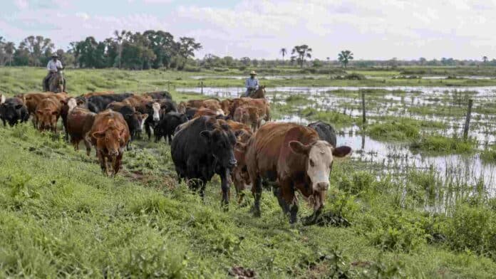 rodeo-anegamientos-manejo-ganadero-inta-ruralnet Rodeo bovino trasladado hacia un sector más alto en un campo con exceso de agua, como parte del manejo preventivo ante posibles anegamientos.