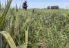 Roya, mancha amarilla y raigrás ponen bajo vigilancia a los lotes agrícolas Lote de trigo con síntomas de roya y mancha amarilla durante un monitoreo sanitario para detectar enfermedades y malezas.