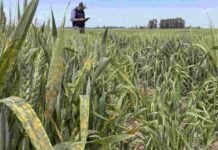 Roya, mancha amarilla y raigrás ponen bajo vigilancia a los lotes agrícolas Lote de trigo con síntomas de roya y mancha amarilla durante un monitoreo sanitario para detectar enfermedades y malezas.