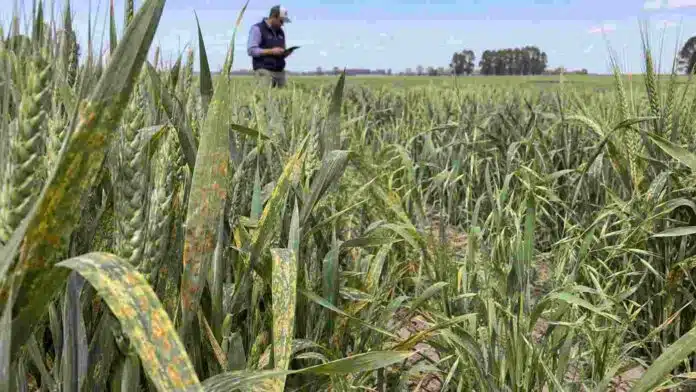 roya-mancha-amarilla-raigras-trigo-monitoreo Lote de trigo con síntomas de roya y mancha amarilla durante un monitoreo sanitario para detectar enfermedades y malezas.