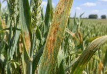 Roya amarilla, roya de la hoja y mancha amarilla: dónde aumenta el riesgo en trigo
