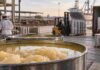 Sebo bovino: Argentina multiplicó por 20 sus exportaciones en una década Sebo bovino procesado en una planta industrial argentina, preparado para almacenamiento y exportación como subproducto de la cadena ganadera.
