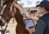 SENASA hará obligatorio el microchip para equinos desde marzo de 2027 Veterinaria verifica la identificación electrónica de un caballo mediante un lector de microchip y registra sus datos sanitarios en formato digital.