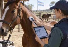 SENASA hará obligatorio el microchip para equinos desde marzo de 2027 Veterinaria verifica la identificación electrónica de un caballo mediante un lector de microchip y registra sus datos sanitarios en formato digital.