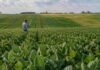 Soja 2026/27: genética, nutrición y manejo buscan cerrar una brecha productiva del 34%