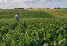 Soja 2026/27: genética, nutrición y manejo buscan cerrar una brecha productiva del 34%