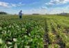 Soja 2026/27: con la superficie estancada, el crecimiento productivo depende de cerrar brechas dentro del lote Lote de soja con sectores de distinto desarrollo mientras un productor monitorea el cultivo para ajustar ambiente, genética, manejo y tecnología.