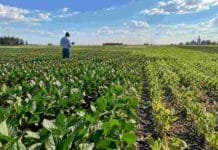 Soja 2026/27: con la superficie estancada, el crecimiento productivo depende de cerrar brechas dentro del lote Lote de soja con sectores de distinto desarrollo mientras un productor monitorea el cultivo para ajustar ambiente, genética, manejo y tecnología.