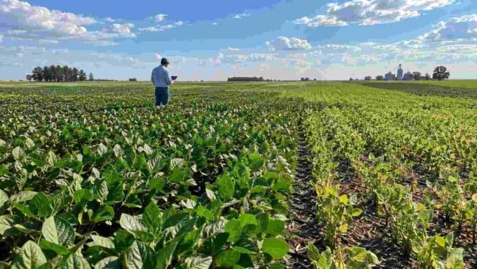 soja-brecha-rendimiento-manejo-lote Lote de soja con sectores de distinto desarrollo mientras un productor monitorea el cultivo para ajustar ambiente, genética, manejo y tecnología.