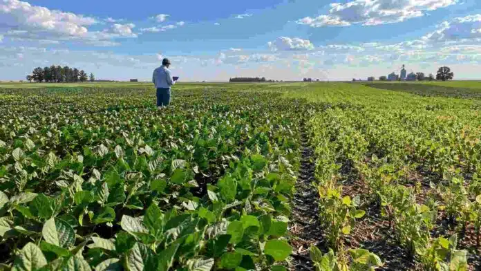 Lote de soja con sectores de distinto desarrollo mientras un productor monitorea el cultivo para ajustar ambiente, genética, manejo y tecnología.