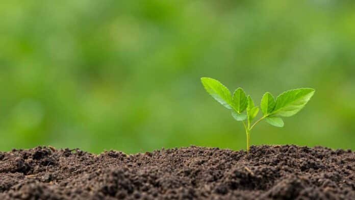 soja-campana-2026-27-brote-inicial Planta joven de soja emergiendo sobre un suelo fértil, imagen ilustrativa del inicio de la campaña 2026/27.