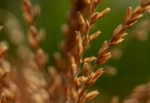 Una variedad de soja alcanzó 5.475 kg/ha y se impuso en tres sitios del oeste bonaerense Chauchas de soja maduras en primer plano durante la etapa final del cultivo.