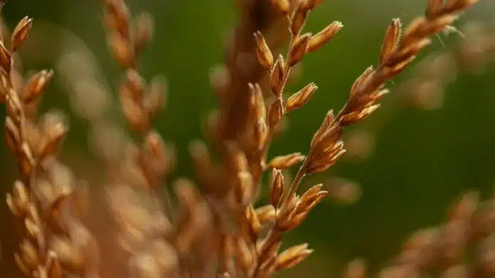 Chauchas de soja maduras en primer plano durante la etapa final del cultivo.