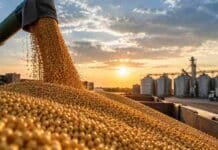 Chicago cayó tras la cumbre: China no anunció nuevas compras de granos a Estados Unidos Descarga de soja en una planta de acopio, en una escena vinculada a la evolución del mercado internacional de granos y las compras de China.