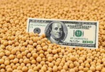 El agro podría liquidar US$ 40.000 millones en 2027 Billete de 100 dólares entre granos de soja, imagen representativa de la relación entre precios agrícolas, exportaciones y mercado cambiario.