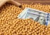 El agro aportaría US$ 35.200 millones en divisas durante 2026 Granos de soja junto a billetes de dólares, en una imagen representativa del valor, la comercialización y las exportaciones del complejo sojero.