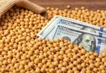 El agro aportaría US$ 35.200 millones en divisas durante 2026 Granos de soja junto a billetes de dólares, en una imagen representativa del valor, la comercialización y las exportaciones del complejo sojero.