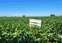 Soja: qué cambiar en la siembra y la genética si El Niño aporta más agua Lote de soja con material DONMARIO durante la campaña 2026/27, en un escenario de mayor disponibilidad hídrica y ajuste de genética y manejo.