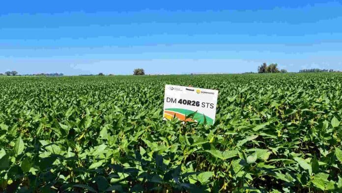 soja-donmario-campana-2026-27-ruralnet Lote de soja con material DONMARIO durante la campaña 2026/27, en un escenario de mayor disponibilidad hídrica y ajuste de genética y manejo.