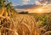 Trigo, maíz y soja suben con fuerza: el trigo ya vale 41% más que hace un año Espigas de trigo, plantas de soja y maíz maduro en un lote agrícola al atardecer, en una imagen que representa el mercado internacional de granos.