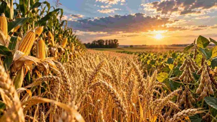Espigas de trigo, plantas de soja y maíz maduro en un lote agrícola al atardecer, en una imagen que representa el mercado internacional de granos.