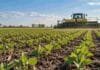 Una oportunidad que no aparece todos los años: qué mirar antes de sembrar soja en primavera Lote de soja implantado en primavera en Chaco, con una sembradora trabajando sobre un suelo con buena disponibilidad de humedad.