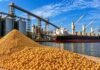 Soja en Argentina: cómo se comercializa y hacia dónde va el grano Soja en primer plano junto a silos y un buque carguero en una terminal portuaria de exportación de granos