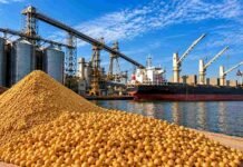 Soja en Argentina: cómo se comercializa y hacia dónde va el grano Soja en primer plano junto a silos y un buque carguero en una terminal portuaria de exportación de granos